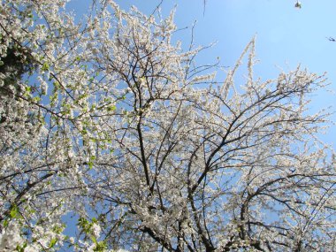 Baharda mavi gökyüzüne karşı beyaz kiraz çiçekleri,