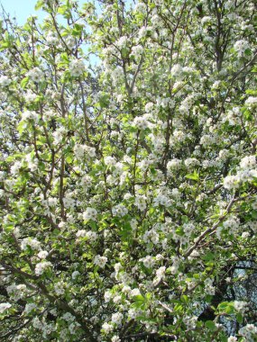 Arılara göre çiçeklerin tozlaşması. Beyaz armut çiçekleri arılar için bir nektar kaynağıdır. Meyve ağaçlarının tozlaşması.