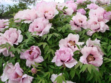 Pembe Şakayık Çiçeği, Paeonia Suffruticosa, bahçede. Çin kültüründe önemli bir sembol. Çin için ulusal çiçek.