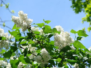 Yaygın bir şırınga, leylak, makro çalı, beyaz tarla. Mavi gökyüzüne karşı beyaz çiçekli bitkiler. Taze çiçeklerle dolu bahar manzarası.