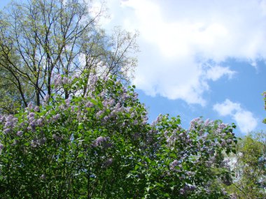 Mor leylak çiçekleri dalı, şırınga kabalığı. Zambak açan bitkiler mavi gökyüzüne karşı.