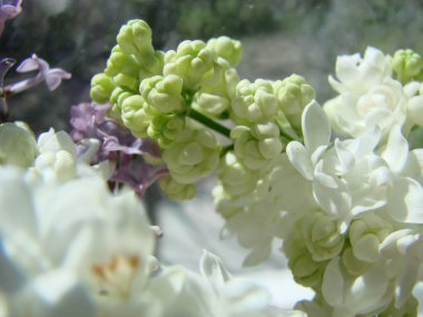 Yaygın bir şırınga, leylak, makro çalı, beyaz tarla. Taze çiçeklerle dolu bahar manzarası. Mavi gökyüzüne karşı beyaz çiçekli bitkiler. Sof odaklanma.