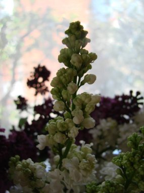 Bir buket güzel beyaz ve mor leylak çiçeği. Bahar çiçekleri. Narin çiçekli, çiçek açan leylak çalısı..