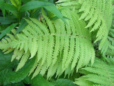 Mükemmel doğal eğrelti otu deseni. Genç yeşil eğreltiotu yapraklarıyla yapılmış güzel bir arka plan..