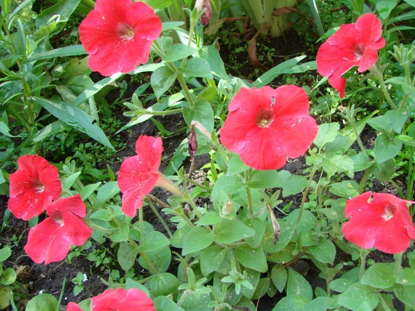 Belles Fleurs Avec Pétunias Multicolores Fleurs Pétunia Dans Jardin — Photo