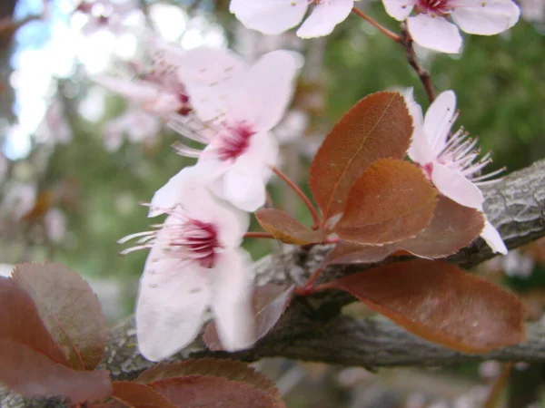 Flores Blancas Cerezo Contra Cielo Azul Primavera — Foto de Stock