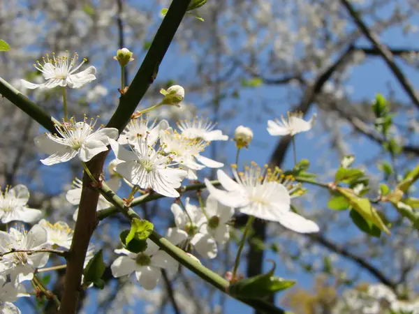 Flores Blancas Cerezo Contra Cielo Azul Primavera — Foto de Stock