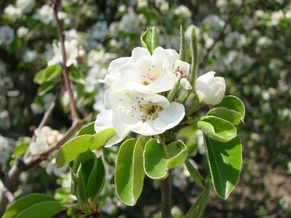 Polinización Flores Por Peras Abejas Flores Pera Blanca Una Fuente — Foto de Stock