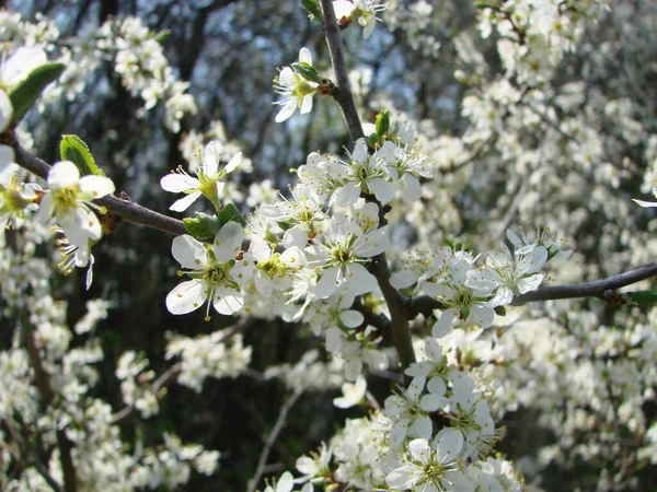Arılara Göre Çiçeklerin Tozlaşması Beyaz Armut Çiçekleri Arılar Için Bir — Stok fotoğraf