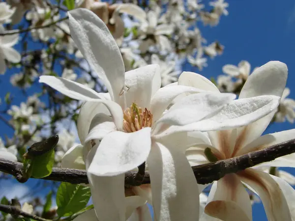 Magnolia Blanc Fleur Contre Ciel Gros Plan — Photo