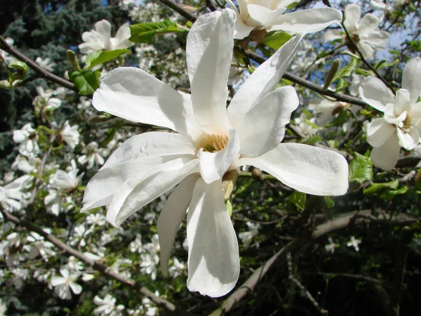 Witte Magnolia Bloem Tegen Lucht Close — Stockfoto