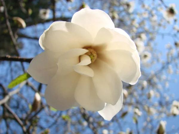 Hvid Magnolia Blomst Mod Himlen Close - Stock-foto