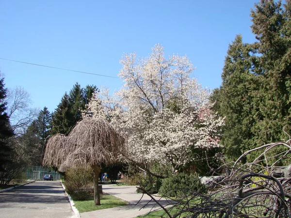 Grote Boom Witte Magnolia Bloem Bloeien Tegen Hemel — Stockfoto