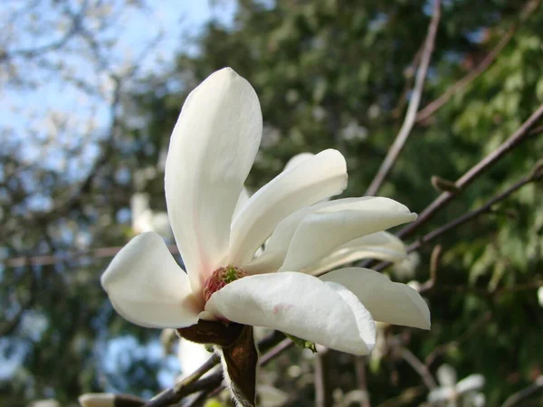 Blomstrende Magnolia Tulip Tree Kinesisk Magnolia Soulangeana Blomstre - Stock-foto