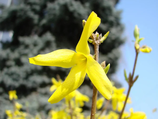 Una Macro Toma Las Flores Amarillas Arbusto Forsythia — Foto de Stock