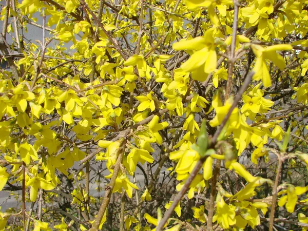 Una Macro Toma Las Flores Amarillas Arbusto Forsythia — Foto de Stock