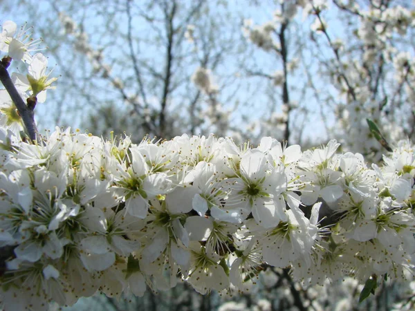 Flores Blancas Una Rama Espino Negro Flor Principios Primavera — Foto de Stock