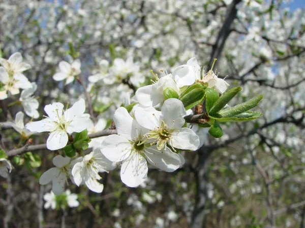 Flores Blancas Una Rama Espino Negro Flor Principios Primavera — Foto de Stock