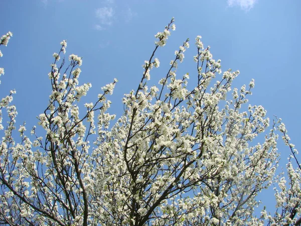 Weiße Blüten Auf Einem Zweig Schlehe Blüht Zeitigen Frühling — Stockfoto