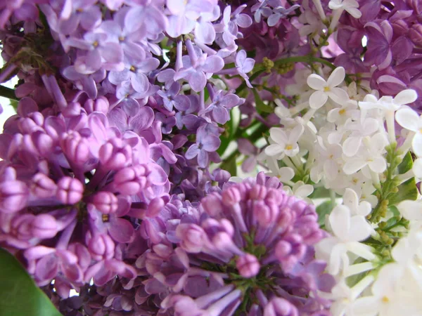 Гілка Фіолетових Бузкових Квітів Сирінга Вульгари Лілія Квітучі Рослини Тлі — стокове фото