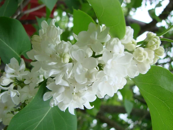 Florecimiento Común Syringa Vulgaris Lilacs Macro Arbusto Cultivar Blanco Paisaje — Foto de Stock