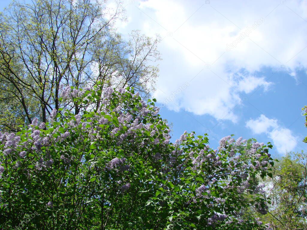 Branch of purple lilac flowers, Syringa vulgaris. lily blooming plants background against blue sky.