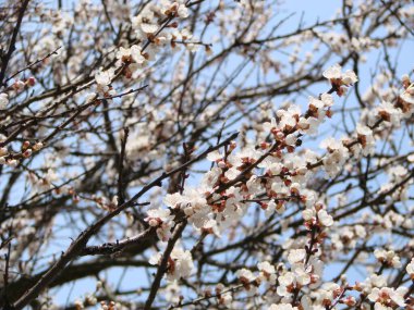 Kayısı çiçekli bahar çiçeği arka planı. Çiçek açan ağaç ve mavi gökyüzü ile güzel bir doğa sahnesi. Bahar çiçekleri. Güzel bir meyve bahçesi.