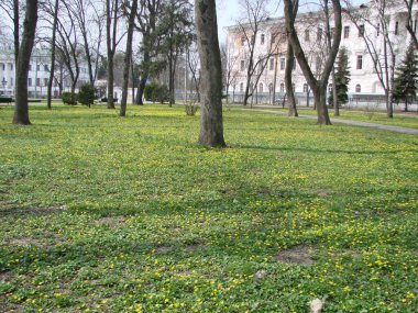 Çiçekli düğün çiçeği, Ficaria verna. Bahar
