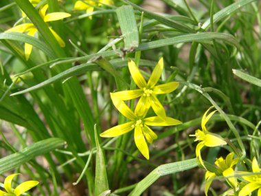 Gagea lutea 'nın küçük çiçekleri ya da kaz soğanı. Beytüllahim 'in sarı yıldızı baharı güneşli bir günde çiçek açıyor. Doğa ve botanik, bahçe dekorasyonu için sarı yapraklı çiçekler..