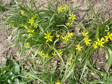 Gagea lutea 'nın küçük çiçekleri ya da kaz soğanı. Beytüllahim 'in sarı yıldızı baharı güneşli bir günde çiçek açıyor. Doğa ve botanik, bahçe dekorasyonu için sarı yapraklı çiçekler..