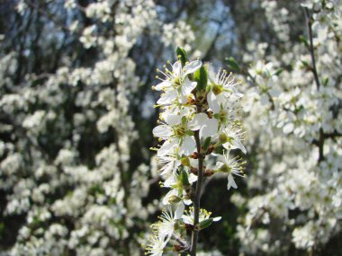 Arılara göre çiçeklerin tozlaşması. Beyaz armut çiçekleri arılar için bir nektar kaynağıdır. Meyve ağaçlarının tozlaşması.