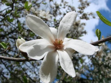 Gökyüzüne yakın beyaz manolya çiçeği.