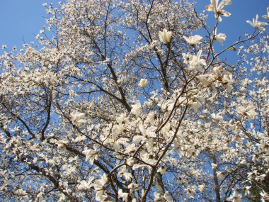 Büyük ağaç, gökyüzünde açan beyaz manolya çiçeği.