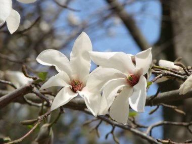 Çiçekli Manolya Lale Ağacı. Çin Manolyası x Soul Angeana çiçeği