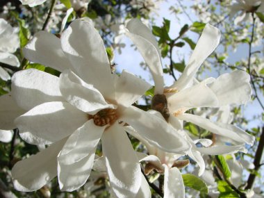Gökyüzüne yakın beyaz manolya çiçeği.