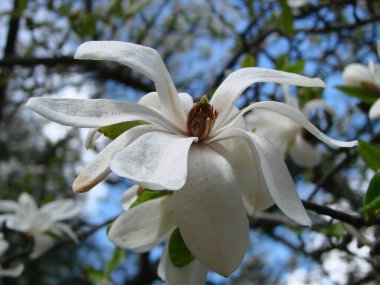 Gökyüzüne yakın beyaz manolya çiçeği.
