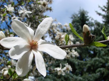 Gökyüzüne yakın beyaz manolya çiçeği.