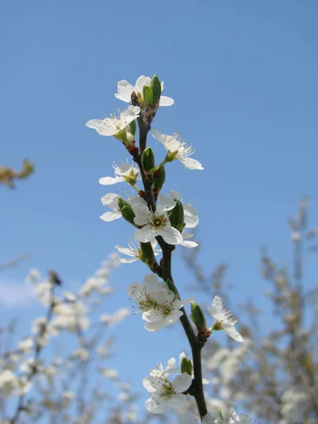 Fundo Flor Primavera Com Damasco Bela Cena Natureza Com Árvore — Fotografia de Stock