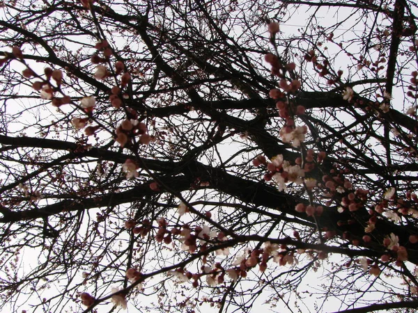 Fundo Flor Primavera Com Damasco Bela Cena Natureza Com Árvore — Fotografia de Stock