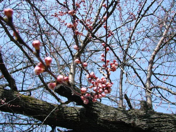 Frühlingsblüte Hintergrund Mit Aprikose Schöne Naturszene Mit Blühendem Baum Und — Stockfoto