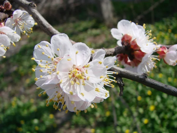 アプリコットと春の花の背景 開花木と青空と美しい自然シーン 春の花 美しい果樹園 — ストック写真