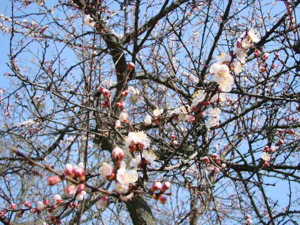 Fundo Flor Primavera Com Damasco Bela Cena Natureza Com Árvore — Fotografia de Stock