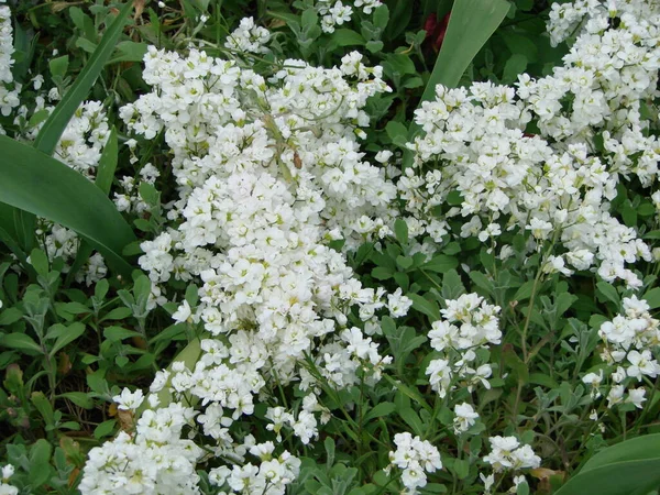Fundo Floral Cerastium Flores Neve Verão Close — Fotografia de Stock