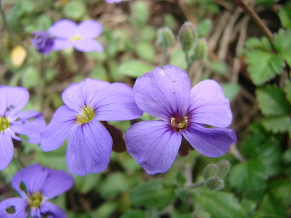 Menor Azul Periwinkle Comum Flores Primavera Fundo Flor Tradicional Ucraniana — Fotografia de Stock