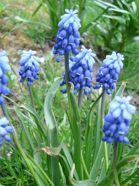 Blue Muscari Род Ocean Magic Armeniacum Viola Многие Мускари Синие — стоковое фото