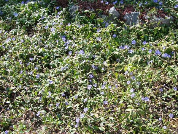 Mindre Blå Periwinkle Fælles Foråret Blomster Baggrund Traditionel Ukrainsk Blomst - Stock-foto