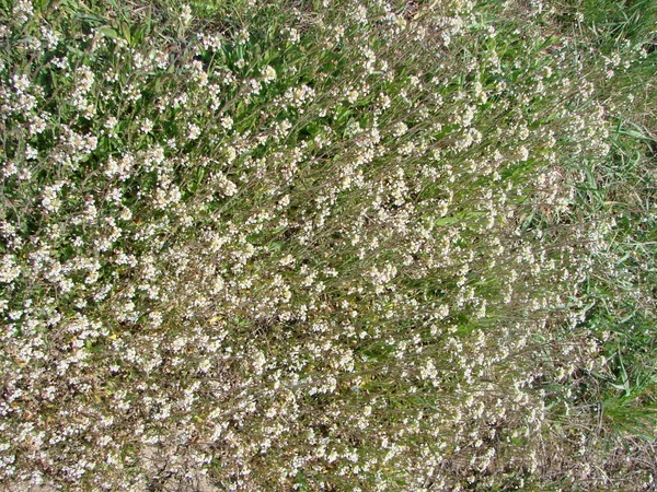 Green White Flower Weed Grass Shepherds Purse Capsella Bursa Pastoris — Stock Photo, Image