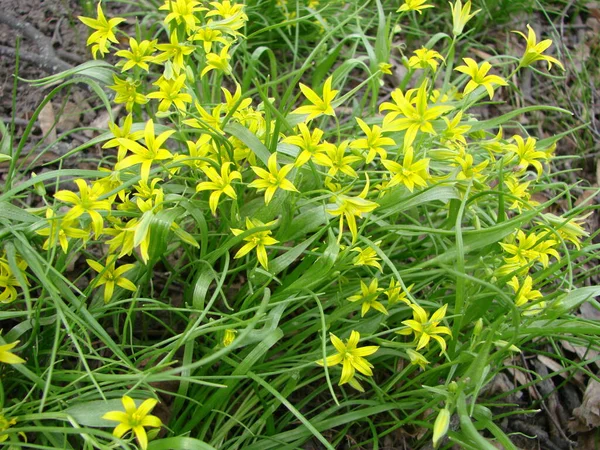 Pequeñas Flores Gagea Lutea Cebollas Ganso Cerca Estrella Amarilla Belén — Foto de Stock