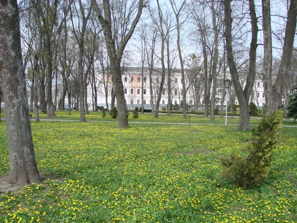 Поляна Цветущим Лютиком Ficaria Verna Весна — стоковое фото