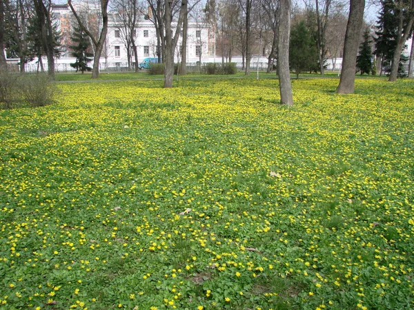 Polana Kwitnącej Jaskry Ficaria Verna Wiosna — Zdjęcie stockowe